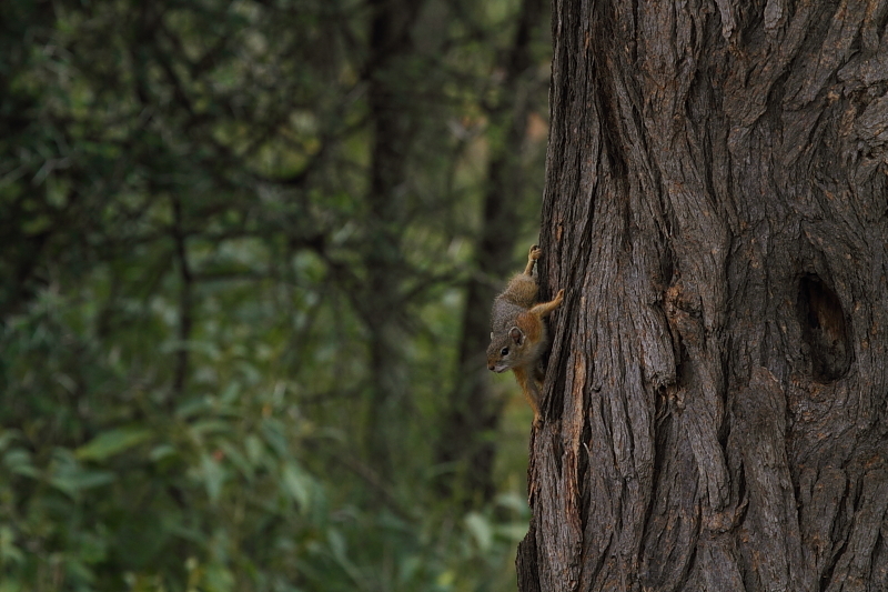 Image of Smith's Bush Squirrel