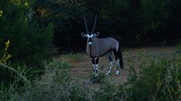 Image of Gemsbok