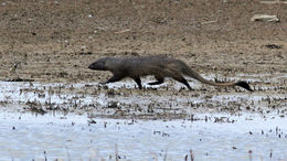 Image of Egyptian Mongoose