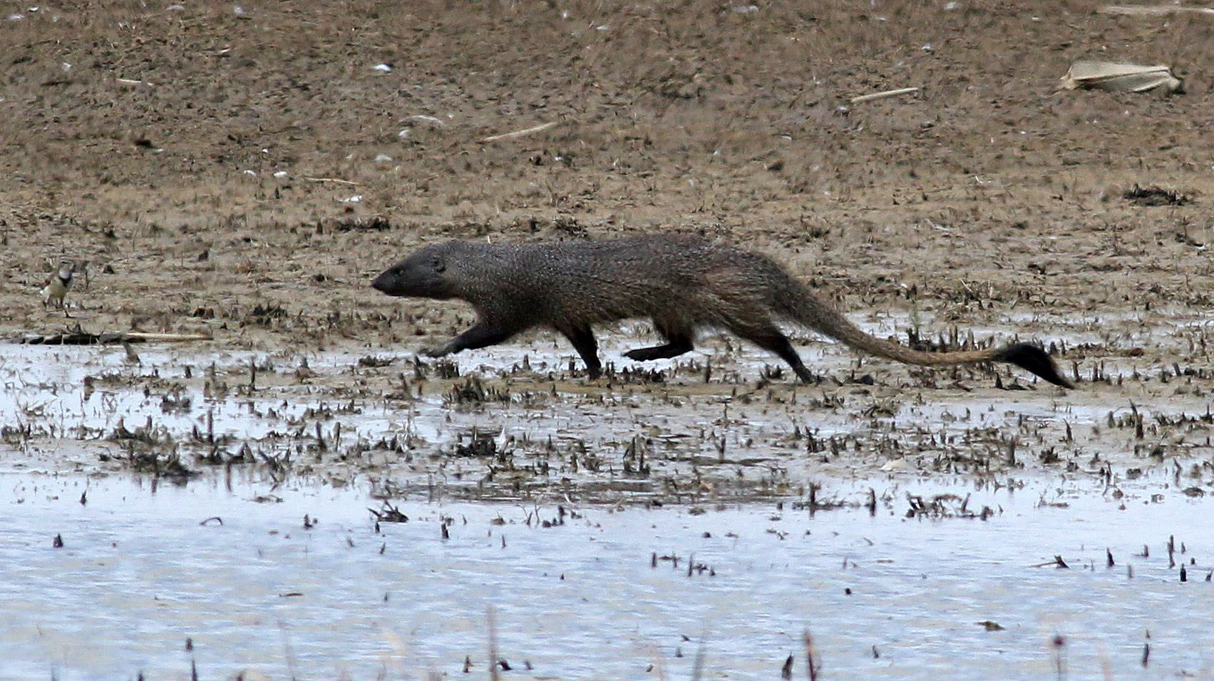 Image of Egyptian Mongoose