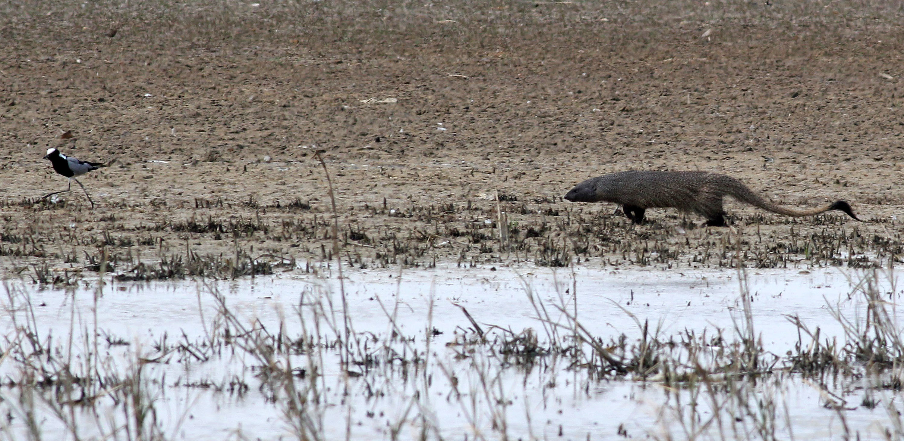 Image of Egyptian Mongoose