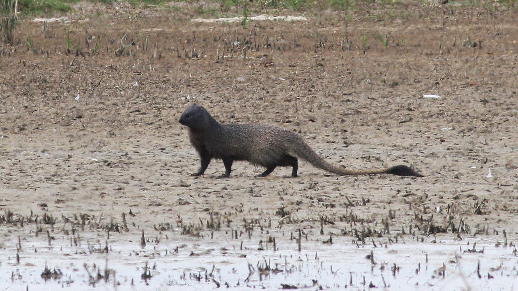 Image of Egyptian Mongoose