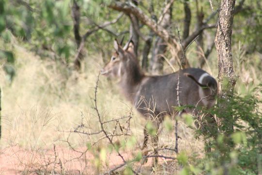 Image of Ellipsen Waterbuck