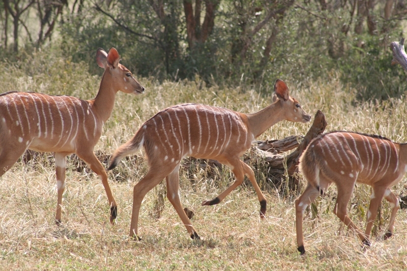 Image of Nyala