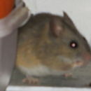 Image of Pygmy Rock Mouse -- Pygmy Rock Mouse