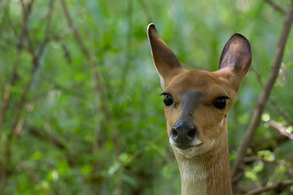 Image of Bushbuck