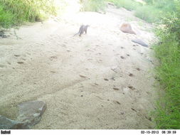 Image of African Clawless Otter