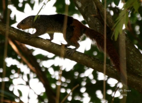 Image of Red Bush Squirrel