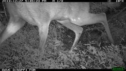 Image of Bushbuck