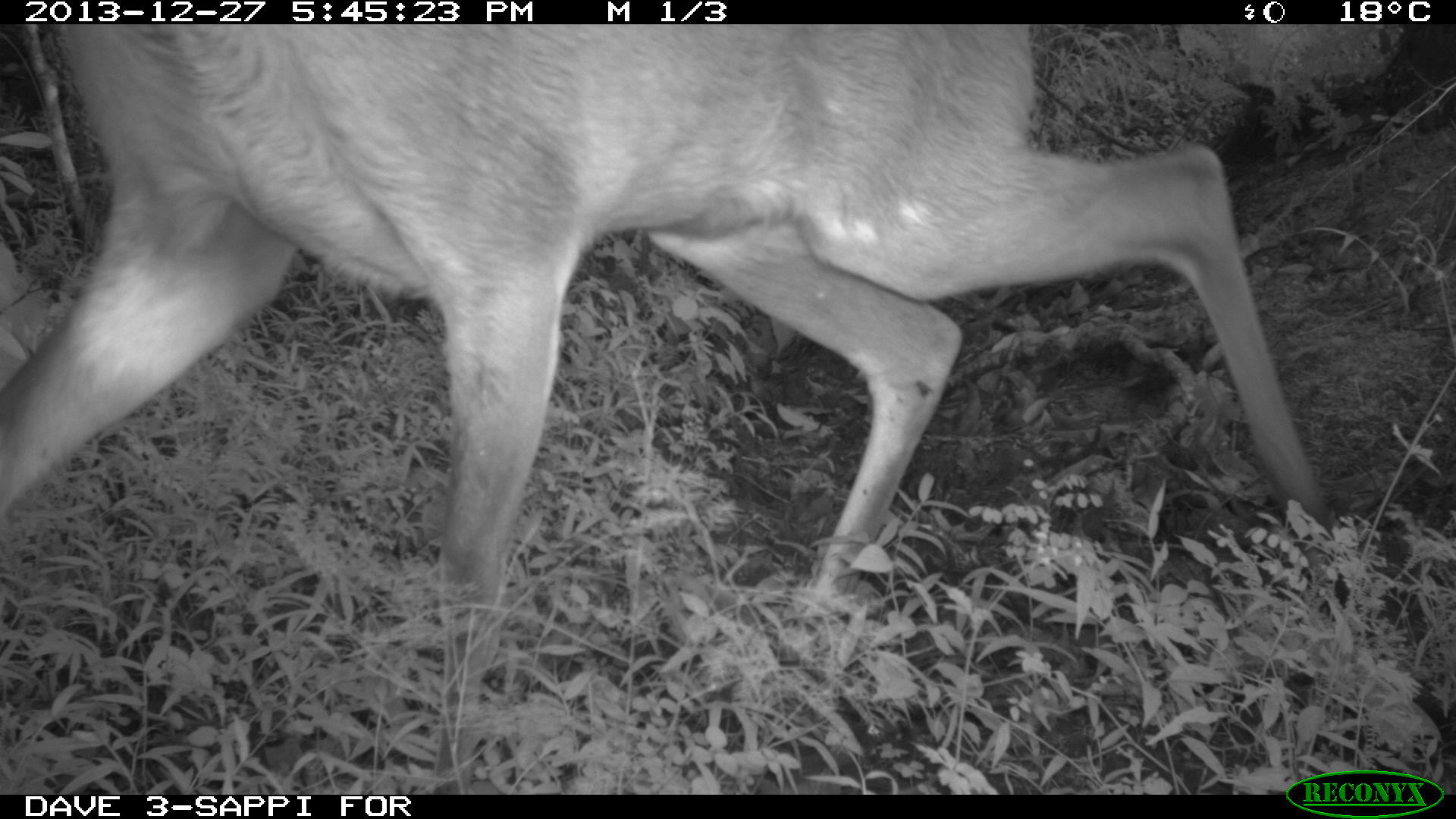 Image of Bushbuck