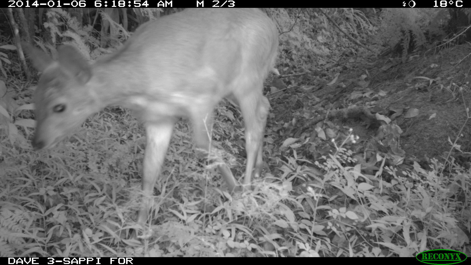 Image of Bushbuck