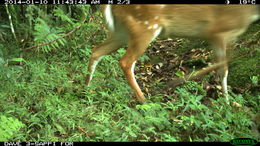 Image of Bushbuck