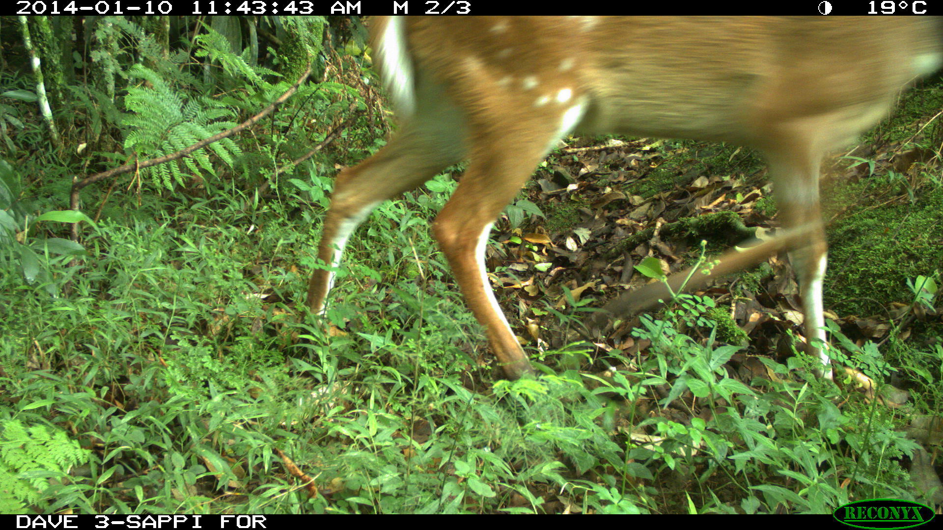 Image of Bushbuck