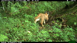 Image of Caracals