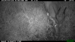 Image of Bushbuck