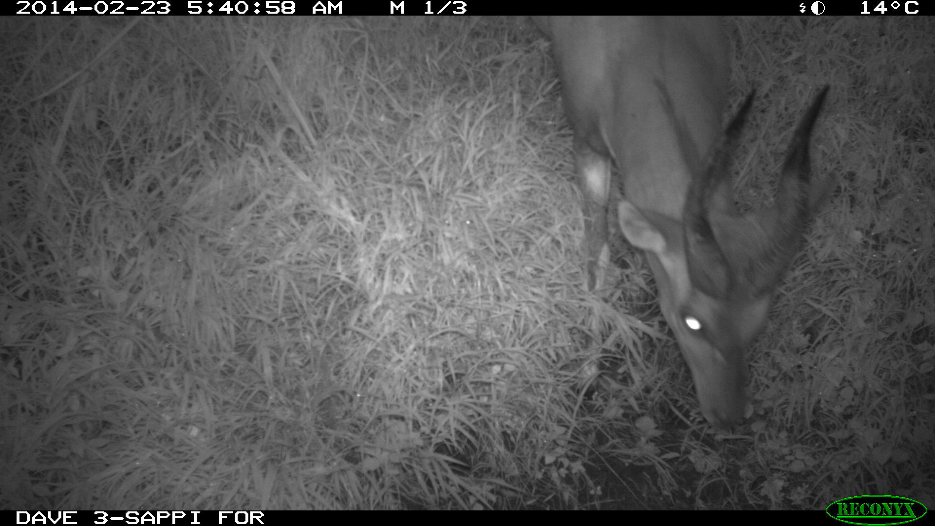 Image of Bushbuck