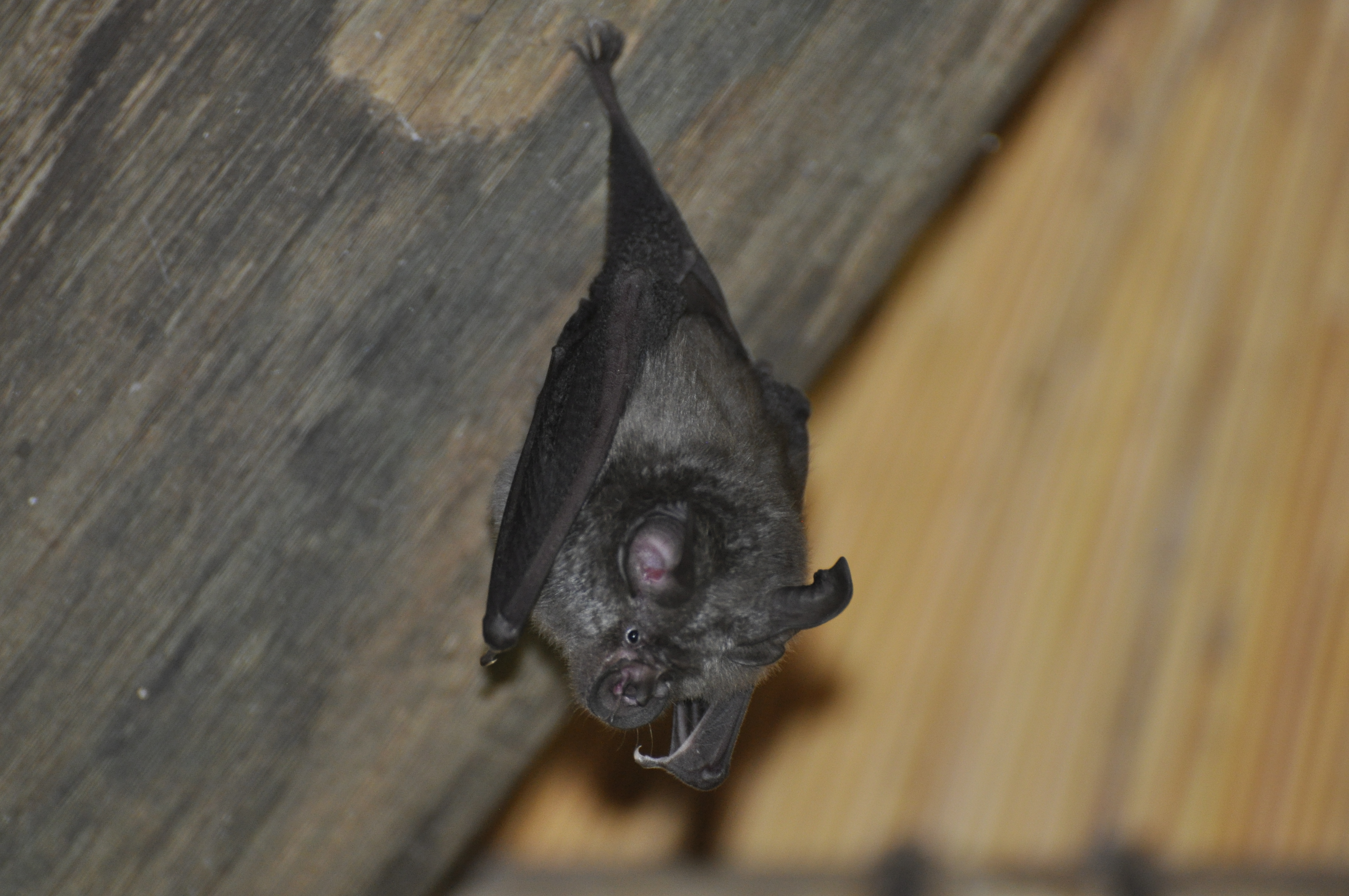 Image of horseshoe bats