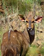 Image of Bushbuck