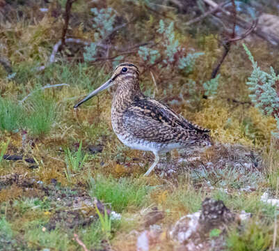 Image of Puna Snipe