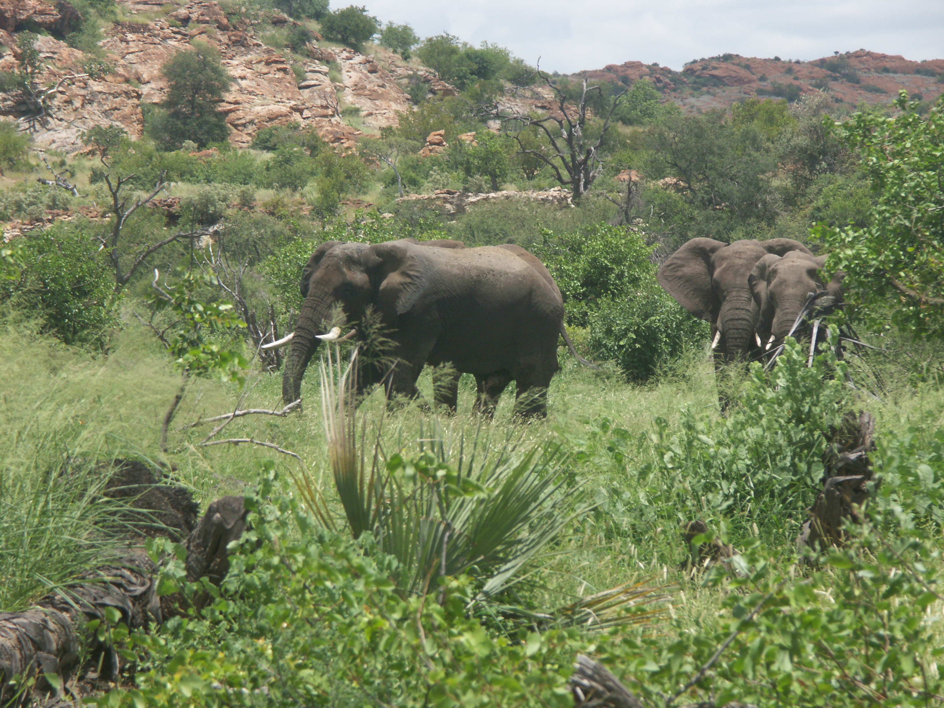 Image of African bush elephant