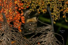 Image of African Straw-colored Fruit Bat