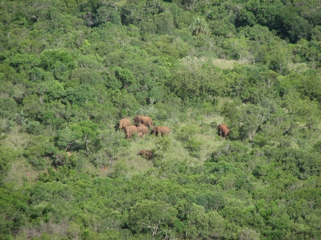 Image of African bush elephant