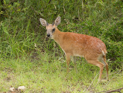 Image of Sharpe's Grysbok