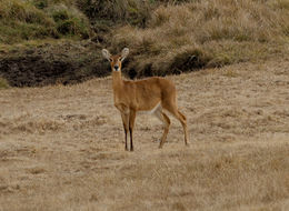 Image of Bohor Reedbuck