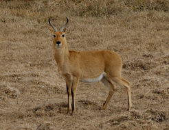 Image of Bohor Reedbuck