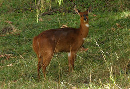 Image of Bushbuck