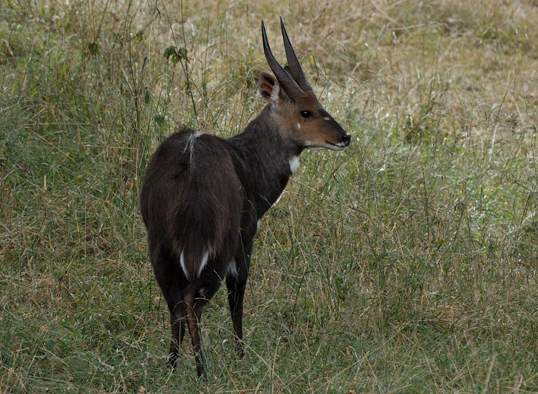 Image of Bushbuck