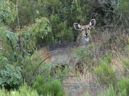 Image of Bushbuck