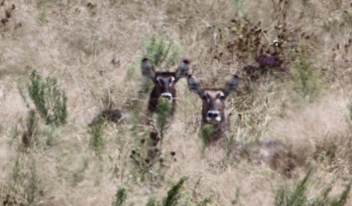 Image of Ellipsen Waterbuck