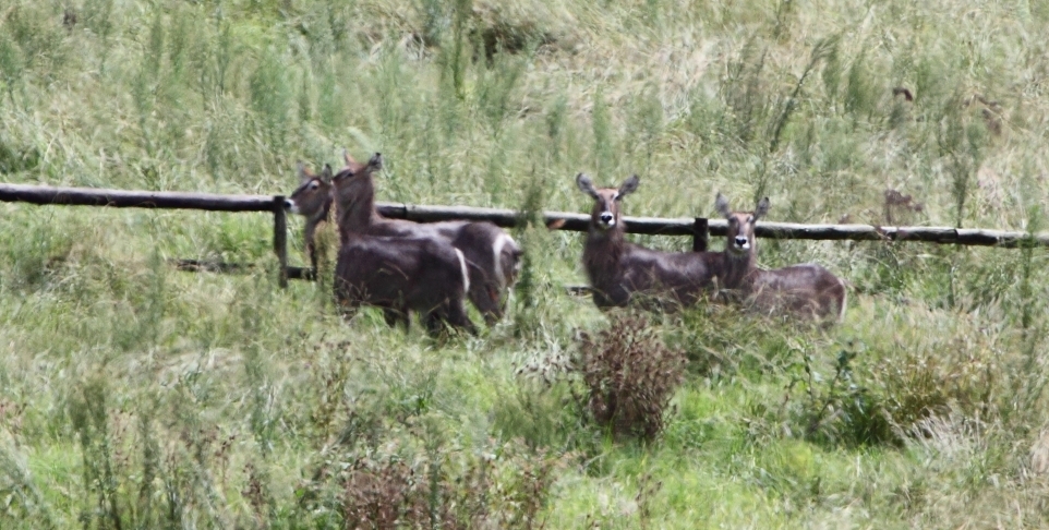 Image of Ellipsen Waterbuck