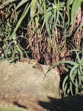 Image of Four-striped Grass Mouse