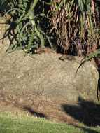 Image of Four-striped Grass Mouse