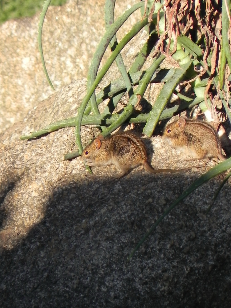 Image of Four-striped Grass Mouse