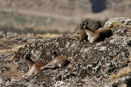 Image of Walia Ibex