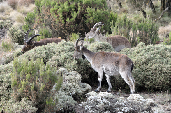 Image of Walia Ibex