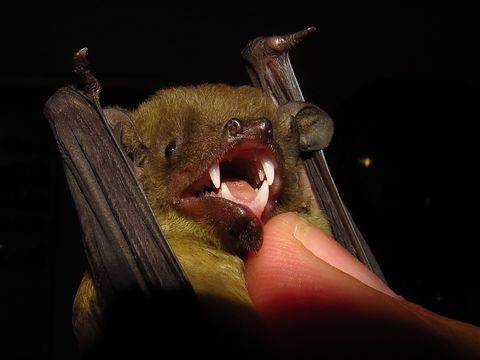 Image of House Bats