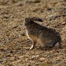 Image of Ethiopian Highland Hare