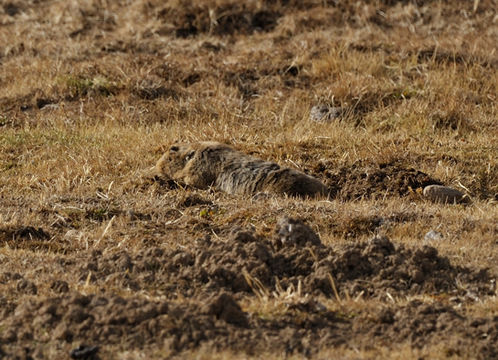 Image of East African mole rats