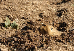 Image of East African mole rats