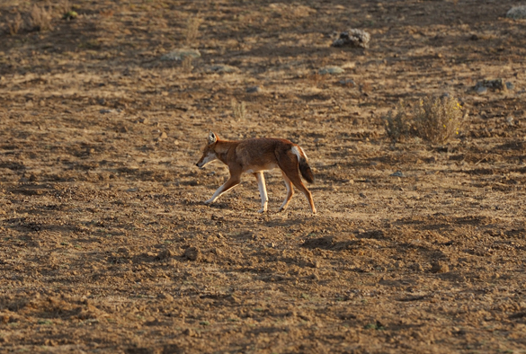 Image of Ethiopian wolf