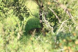 Image of Bushbuck