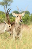 Image of Ellipsen Waterbuck