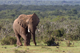 Image of African bush elephant