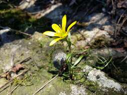 Image de Gagea bohemica (Zauschn.) Schult. & Schult. fil.