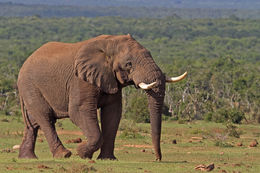 Image of African bush elephant