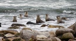 Image of African Clawless Otter